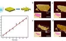 湖南大學(xué)和新加坡國(guó)立大學(xué)Nano Energy：次氯酸鈉化學(xué)活化MoS2高效制氫