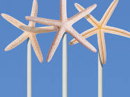 憑借Vineyard Wind，美國最終在海上風電方面取得了巨大成功