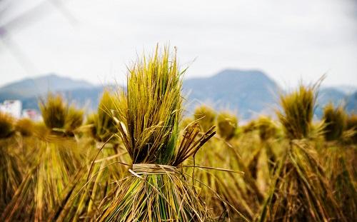 2019年生物質能產業發展布局及建設規劃