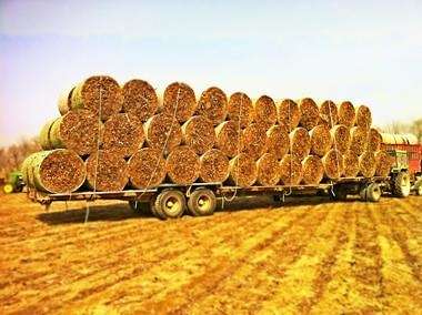 黑龍江應盡快開發基于纖維素類原料的第二代生物質能