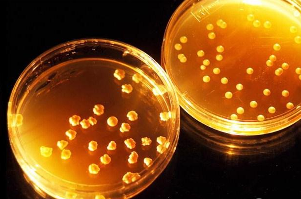 大慶油田利用微生物降解原油生成天然氣