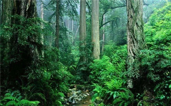 澳大利亚建设成为第一个森林风电场