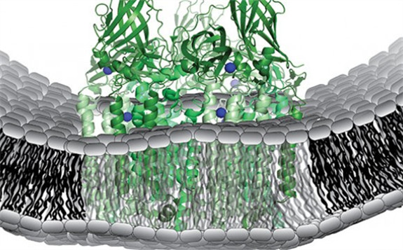 細菌為甲烷轉化成甲醇提供新思路