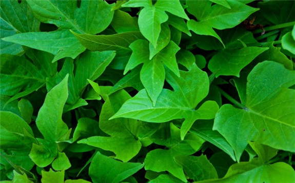 “人工樹葉”讓二氧化碳變廢為寶 太陽能再利用有妙招