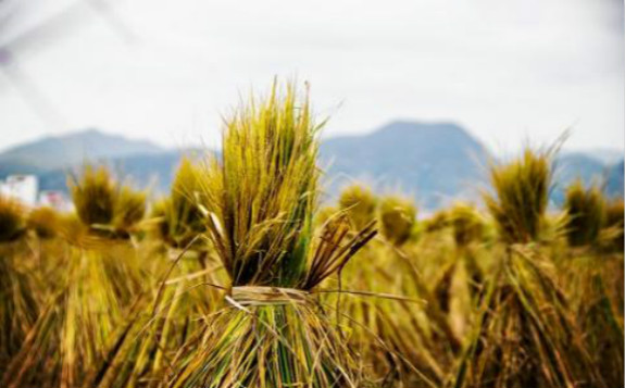 生物質能供暖推廣遇難題