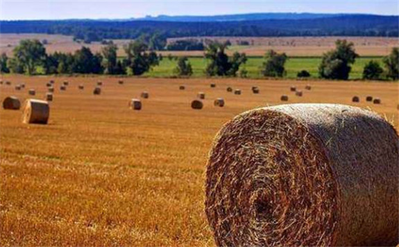 生物質能產業在“后補貼”時代何去何從?