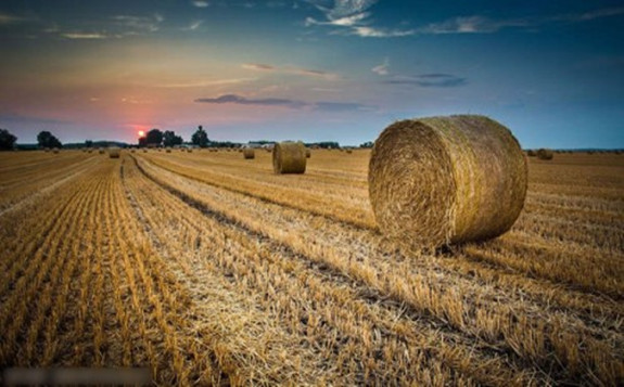 生物質能發電行業市場現狀與發展趨勢分析