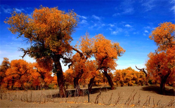 內(nèi)蒙古額濟(jì)納胡楊林下發(fā)現(xiàn)地?zé)豳Y源