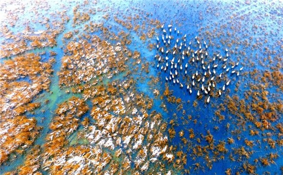 国网盐城公司：让生态电网筑起“生命鸟巢”