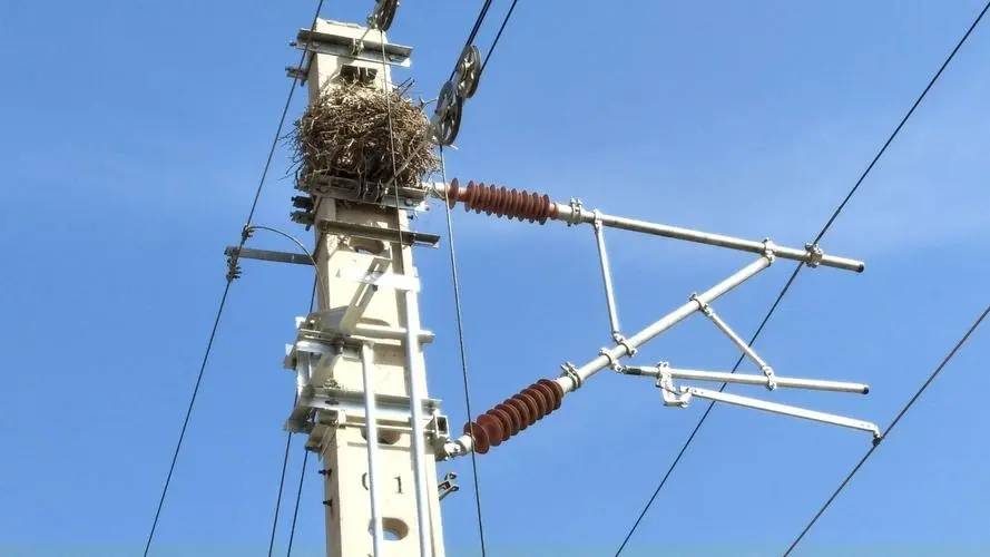 盐城滨海供电：直捣“鸟巢”保安全