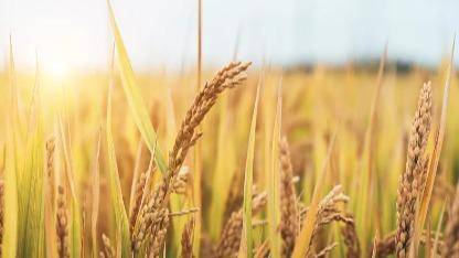 旱情导致水稻减产 印度维持粮食出口限制