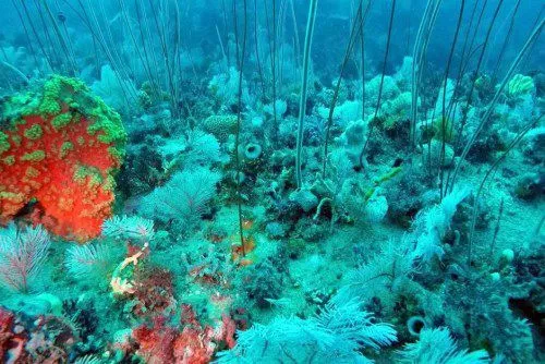 COP15|阿布扎比环境局为海洋生态多样性保护贡献全球性倡议