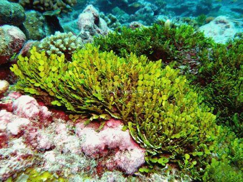 为了新能源及碳中和 日本要大规模推广“海藻场”