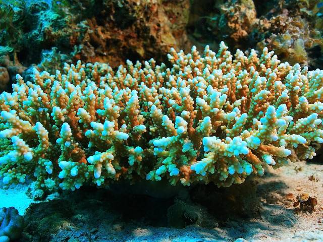 阿布扎比成功安置人工珊瑚礁盘 创新重建海洋生态系统