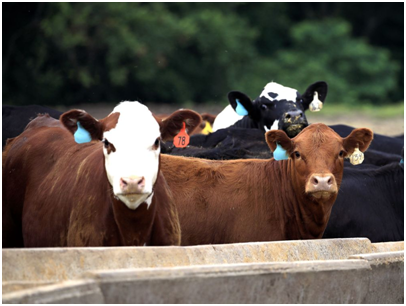 为减少温室气体排放，英国要给奶牛喂抑制“放屁”药