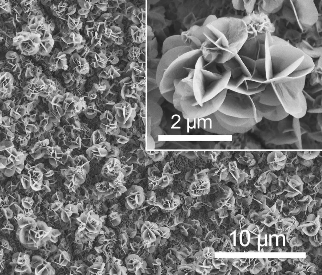 圖丨CAPist-L1 催化劑的“繡球花”結(jié)構(gòu)（來源：Nature Catalysis）