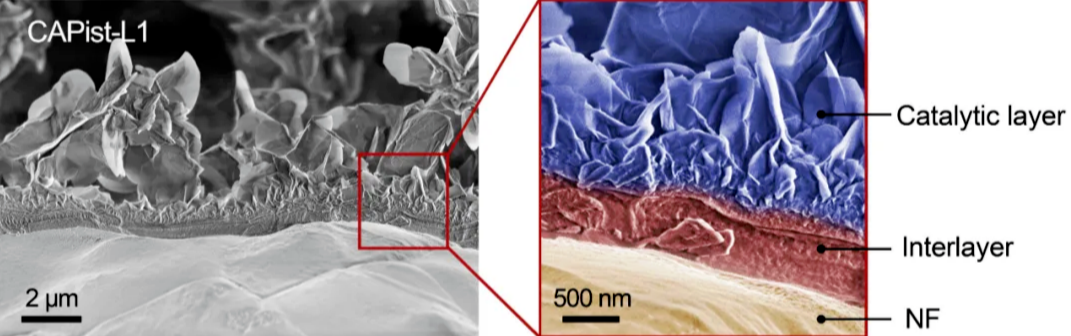 图丨电子显微镜下的 CAPist-L1 可明显观察到过渡层（图中标记为红色）（来源：Nature Catalysis）